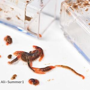 E 스틸 캐터필러 에디 웜 캐처 트랩 담수 수족관 산호 해수어 플라스틱 재질