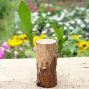 [장미농원]토막행운목