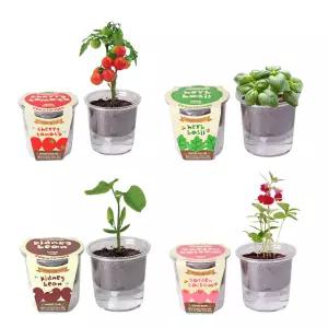 봉숭아 방울토마토 바질 강낭콩 해바라기 봉선화 키우기 스위트바질 집에서 심기 저면관수 재배 식목일