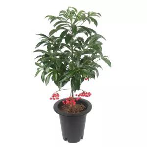 갑조네 만냥금(대품)개별배 송