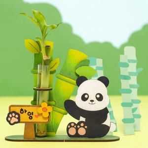 개운죽 키우기 판다 행운목 수경재배 식물 키우기 만들기재료 학습재료