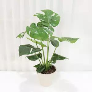 갑조네 몬스테라(대품) 개별배 송