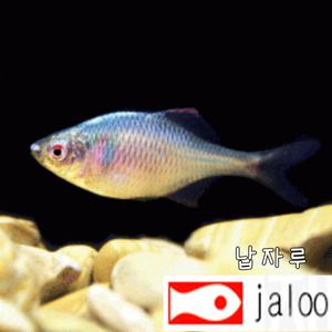 생먹이 자루 납자루 물고기 수족관 어항 연못 방생 먹이용 관상용