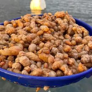 국내산 경남 고성 제철 활 오만둥이 1kg