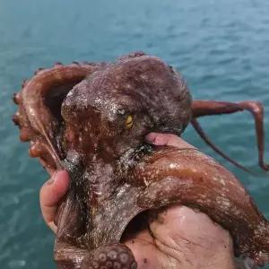 당일조업 활 돌문어 1kg 1-3미