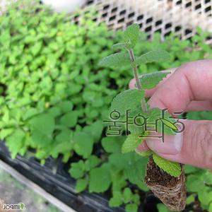 10개 (허브) 애플민트 키우기 모종 향기나는 식용 식물 키우기