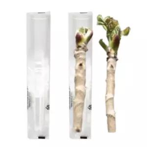 애호박-대체발송 두릅용 비닐 두릎나무 포장지 100장 봉투 씌우는 수확 두릅 농사 구멍