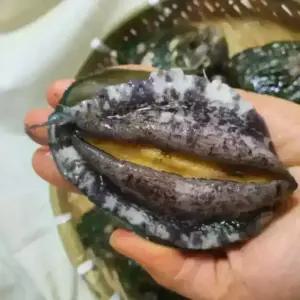 [황제수산] 완도 활 전복 선물세트 홈쇼핑 특특대전복 1kg 7-8미