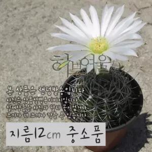 자성환 화이트 지름 11 12cm 중소품 선인장화분