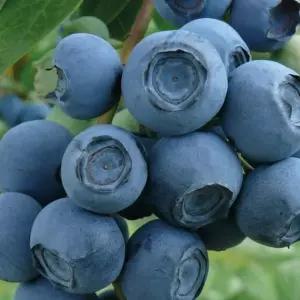 블루베리나무 챈들러 7치포트 세종식물원