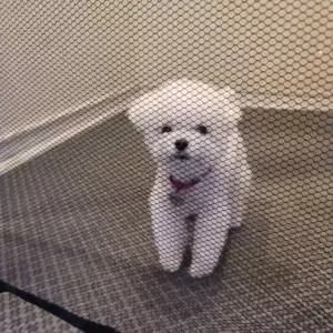 강아지 안전문 울타리 펜스 소형 투명 그물망