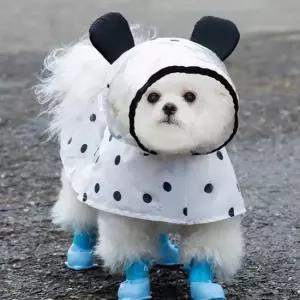 비안맞는애견우비망토 강아지 비올 때 귀여운 매쉬 소재 우비 망토 인생샷