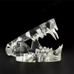 실습용 동물 이빨 모형 강아지 고양이 구강 수의학 애완 개