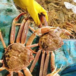 러시아대게 자숙대게 3kg2~3마리 홍게