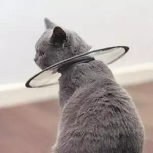 [반려] UFO 상처 넥카라 초경량 고양이 수술 1P L 깔대기