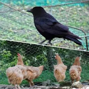 [RIZPICK]방조망 새그물망 농작물 보호망 4x10M