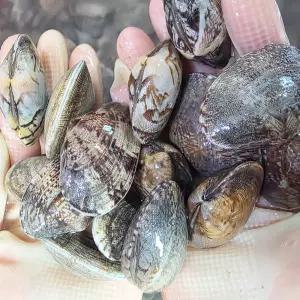 당일조업 남해 활 바지락 깐바지락살 1kg