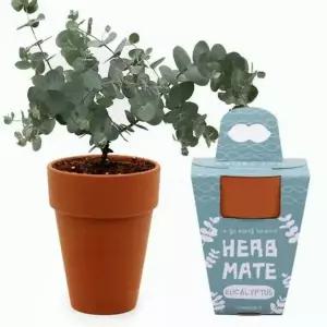 유칼립투스 허브 키우기 세트 미니 텃밭 화분