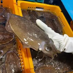 남해안 통통한 생물 갑오징어 1kg 2-4미 통찜,볶음용