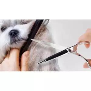 [반려] 7in 1P 가위 일자 강아지 미용 얼굴 셀프 애견 다리