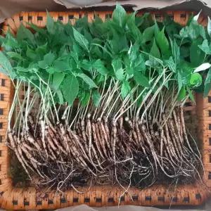 담원 수경재배 스마트팜 새싹인삼 대 100뿌리