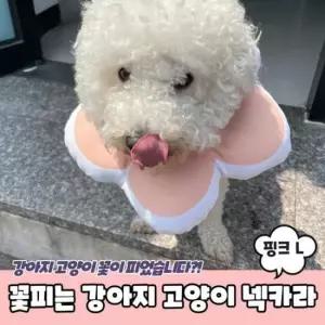 [반려] 쿠션 핑크 고양이 강아지 꽃피는 넥카라 L