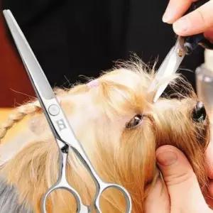 [반려] 수제품 이발가위 5.5in치 미용 반려동물 민가위