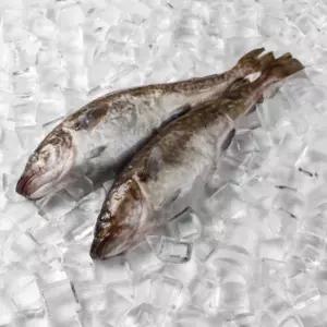 동해안 생물 대구 탕 지리 1.5kg