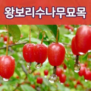 [태영]왕보리수나무묘목 유실수 보리수나무
