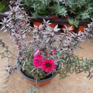 호주매화/봄꽃/꽃/비덴스/단정화