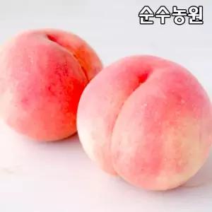 백도복숭아나무 묘목, 경봉 접목1년 뿌리묘 1개/유실수/과실수