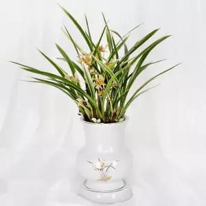 당일 꽃배달 승진 화분 개업 축하난 선물 동양란 E540