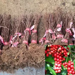 오미자나무 묘목 (20주묶음) 특묘 실생1년생 약용수 특용수