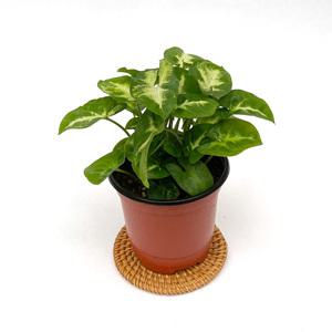 싱고니움 실내 공기정화 반려 소형 모종 식물