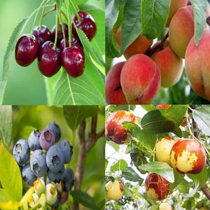 [태영원예묘목]유실수 나무묘목모음/대추,감나무,자두,사과,체리등