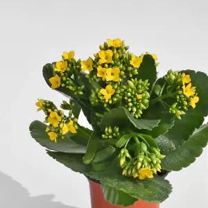 카랑코에 소형 야생화 꽃모종 화단가꾸기 화초키우기 인테리어 식물