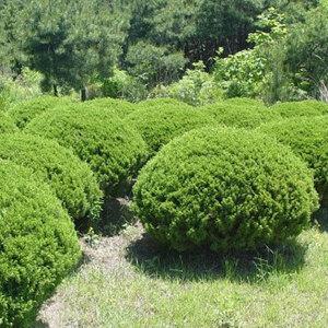 옥향나무 묘목 글로보사 w0.3내외 분묘 둥근향나무 조경수