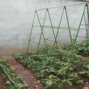 넝쿨지지대 식물 포도 지지대 오이 장미 지주대 포도나무 뼈대 활대 덩쿨식물