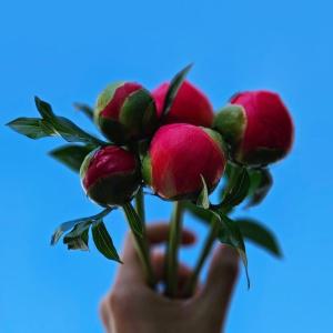 [아트플라워 작약] 1단(5대) 생화