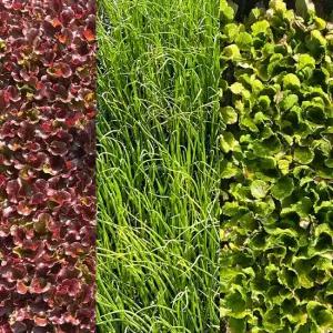 한국모종판매 양파모종 상추모종 장미상추 배추 대파 양배추모종 봄동 조선상추