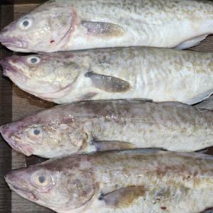 동해안 삼척 자연산 생물 대구 1.5kg(2-3미내외) 3kg 국내산 생대구 고니 이리