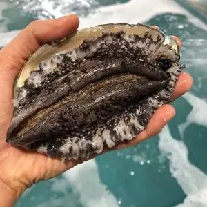 국산 완도 활전복 대큰 10~12미 1kg 전복/산소포장/손질용 솔