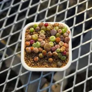 리톱스 뉴믹스 모듬 품종 국내산 1포트 랜덤발송 아프리카 소형 다육 전문농장 식물 미