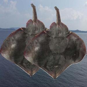 장수웰빙 목포 가오리1마리(2kg내외)