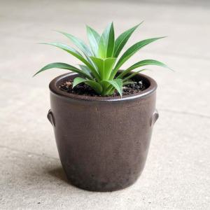 장독대 옹기 일자형 화분 새우젓독