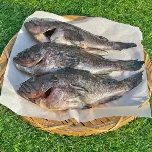 자연산 손질 반건조 우럭 3마리 할복 우럭 반건조 생선