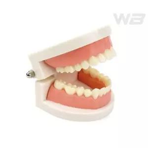 와볼샵 치아잇몸 모형 180도벌어지는 이빨모형 양치습관기르기 진짜같은 실제치아재현