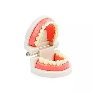 [골드스마일]양치 모형 치아 치아모형양치교구 이닦기교구 학습용