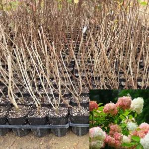 유럽목수국 묘목 (선데이프레이즈) 4치포트묘 관상수 꽃나무 모종