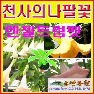 (소망)엔젤트럼펫(흰색/ 핑크색) 2개세트 화분